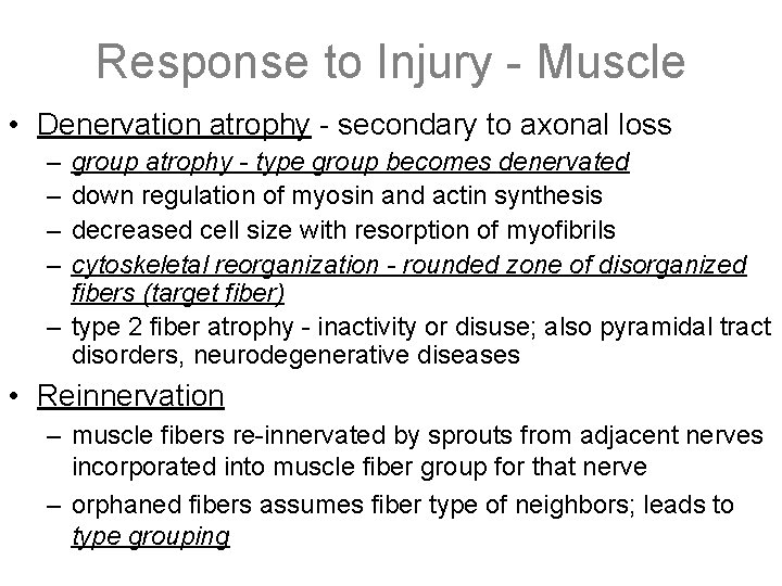 Response to Injury - Muscle • Denervation atrophy - secondary to axonal loss –