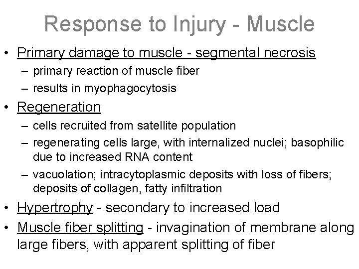 Response to Injury - Muscle • Primary damage to muscle - segmental necrosis –