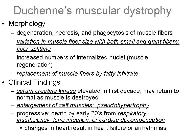 Duchenne’s muscular dystrophy • Morphology – degeneration, necrosis, and phagocytosis of muscle fibers –