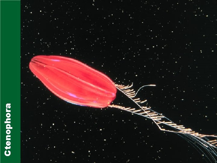 Ctenophora 