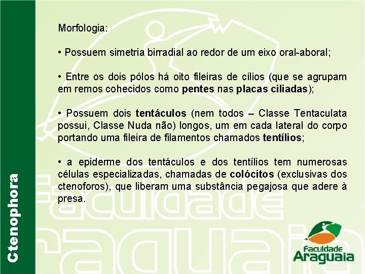 Morfologia: • Possuem simetria birradial ao redor de um eixo oral-aboral; • Entre os