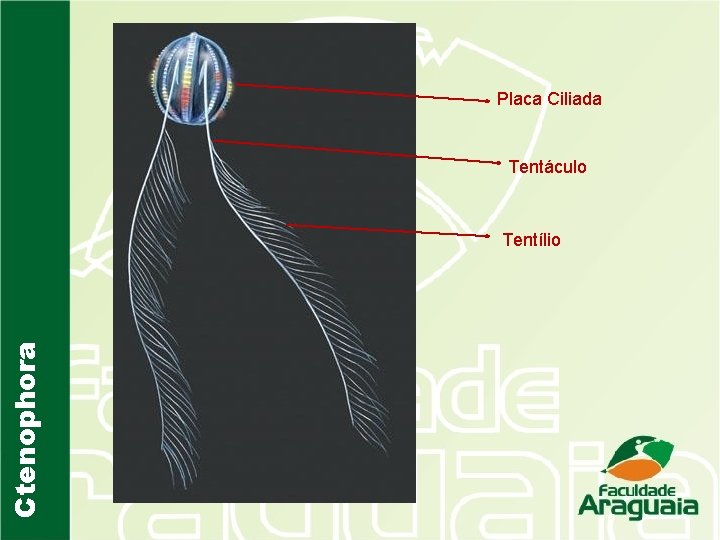 Placa Ciliada Tentáculo Ctenophora Tentílio 