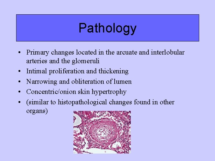 Pathology • Primary changes located in the arcuate and interlobular arteries and the glomeruli Pathology • Primary changes located in the arcuate and interlobular arteries and the glomeruli