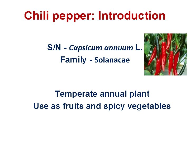 Chili pepper: Introduction S/N - Capsicum annuum L. Family - Solanacae Temperate annual plant