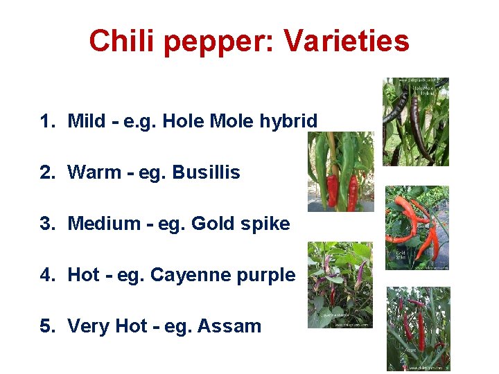 Chili pepper: Varieties 1. Mild - e. g. Hole Mole hybrid 2. Warm -