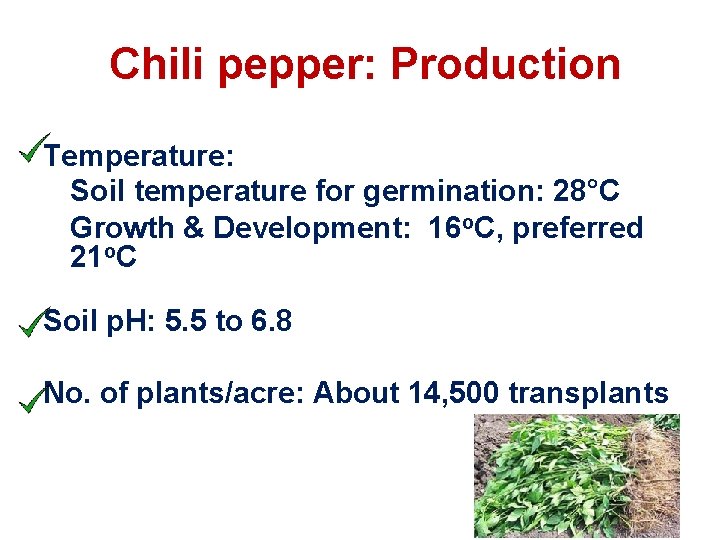 Chili pepper: Production Temperature: Soil temperature for germination: 28°C Growth & Development: 16 o.