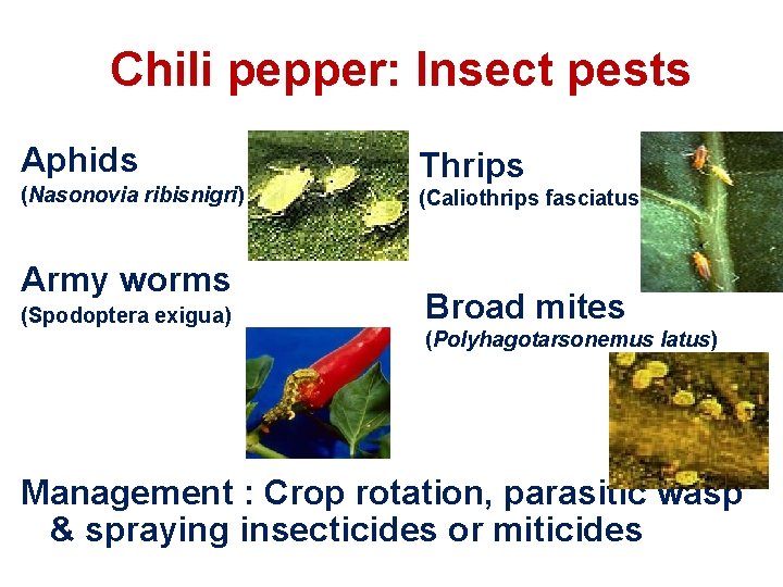 Chili pepper: Insect pests Aphids (Nasonovia ribisnigri) Army worms (Spodoptera exigua) Thrips (Caliothrips fasciatus)