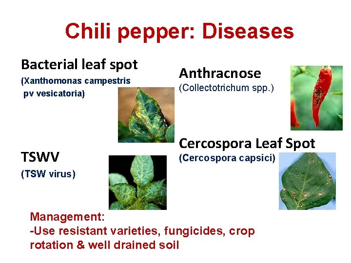 Chili pepper: Diseases Bacterial leaf spot (Xanthomonas campestris pv vesicatoria) TSWV Anthracnose (Collectotrichum spp.