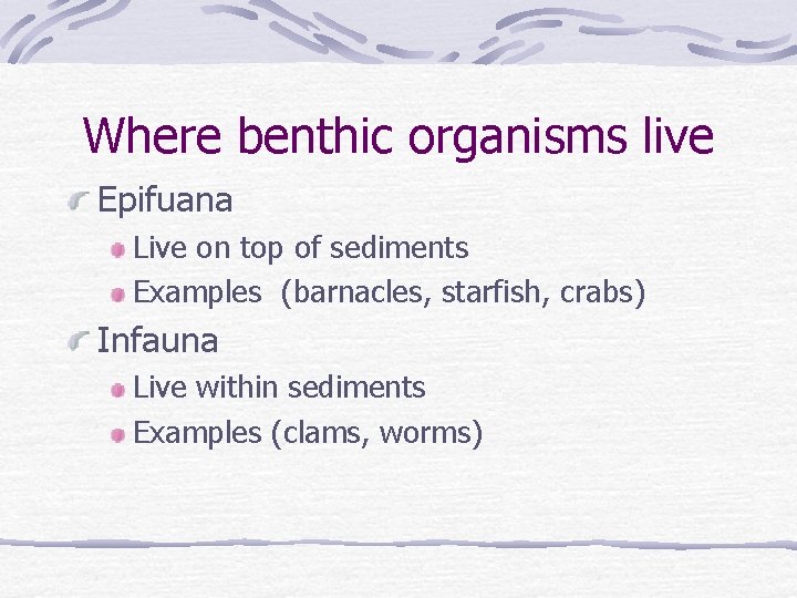 Where benthic organisms live Epifuana Live on top of sediments Examples (barnacles, starfish, crabs)