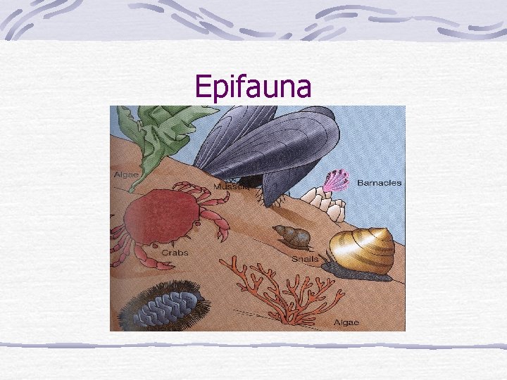 Epifauna 