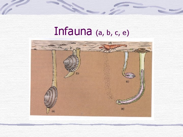 Infauna (a, b, c, e) 