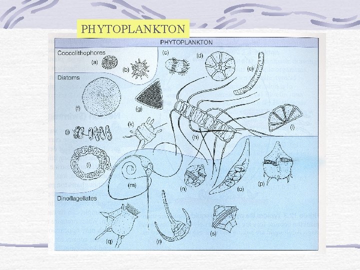PHYTOPLANKTON 