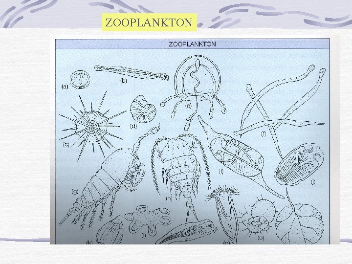 ZOOPLANKTON 