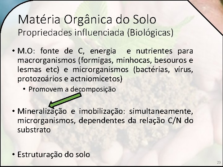 Matéria Orgânica do Solo Propriedades influenciada (Biológicas) • M. O: fonte de C, energia