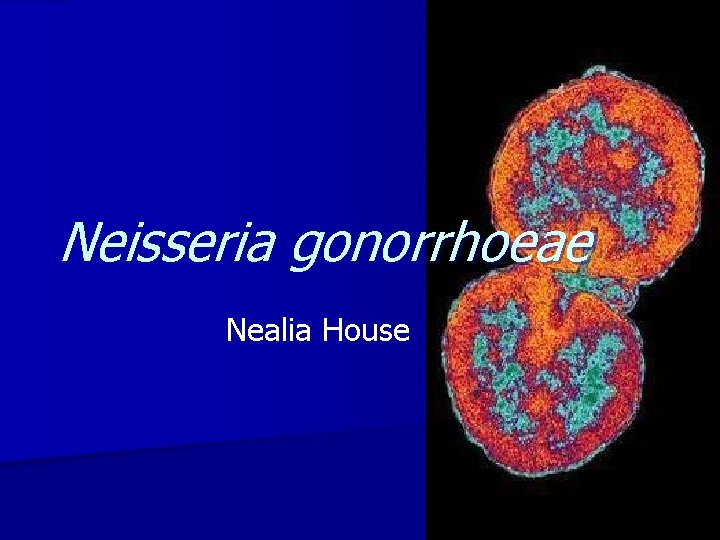 Neisseria gonorrhoeae Nealia House 