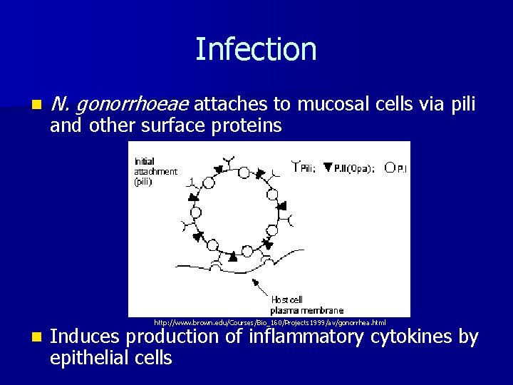 Infection n N. gonorrhoeae attaches to mucosal cells via pili and other surface proteins