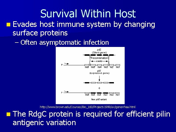 n Evades Survival Within Host host immune system by changing surface proteins – Often