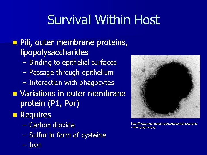 Survival Within Host n Pili, outer membrane proteins, lipopolysaccharides – – – Binding to