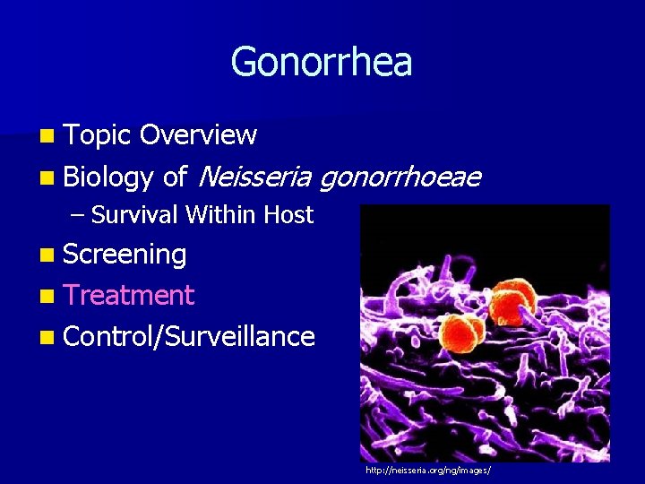 Gonorrhea n Topic Overview n Biology of Neisseria gonorrhoeae – Survival Within Host n