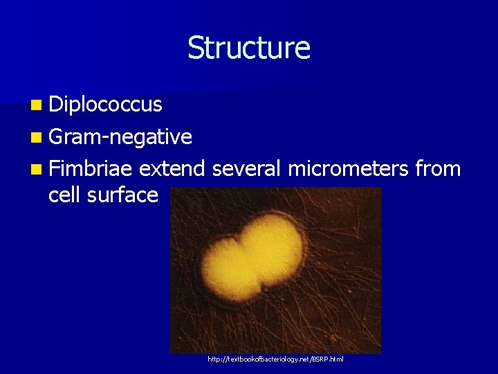 Structure n Diplococcus n Gram-negative n Fimbriae extend several micrometers from cell surface http: