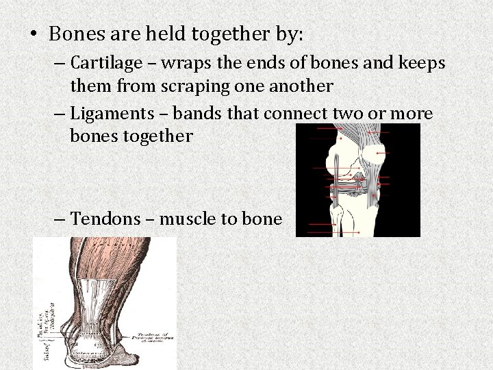  • Bones are held together by: – Cartilage – wraps the ends of