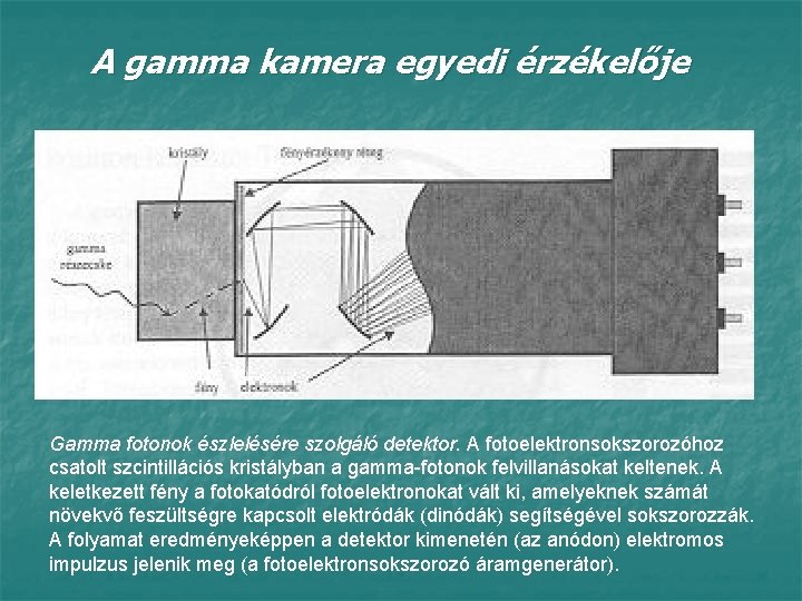 A gamma kamera egyedi érzékelője Gamma fotonok észlelésére szolgáló detektor. A fotoelektronsokszorozóhoz csatolt szcintillációs