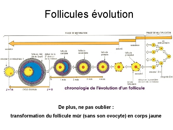 Follicules évolution De plus, ne pas oublier : transformation du follicule mûr (sans son