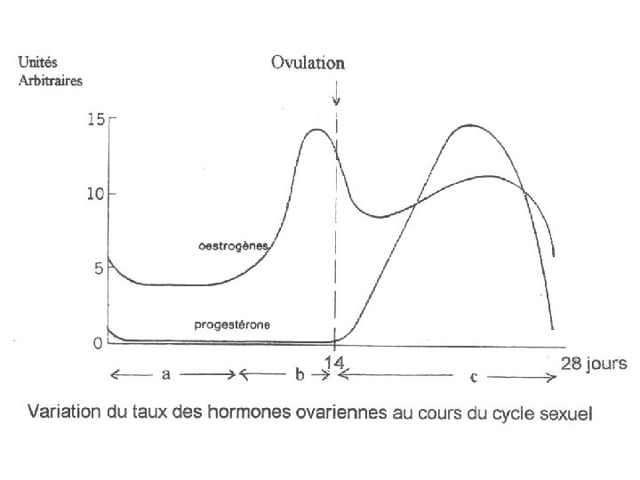 Hormones ovariennes 