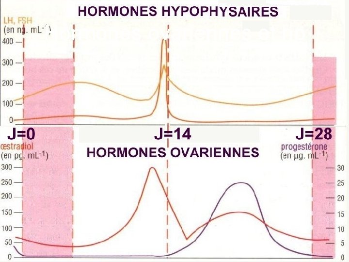 Hormones ovariennes et hp 