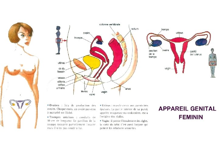 Appareil génital féminin 