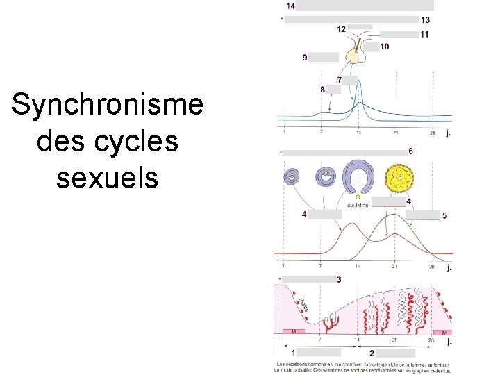 Synchronisme des cycles sexuels 