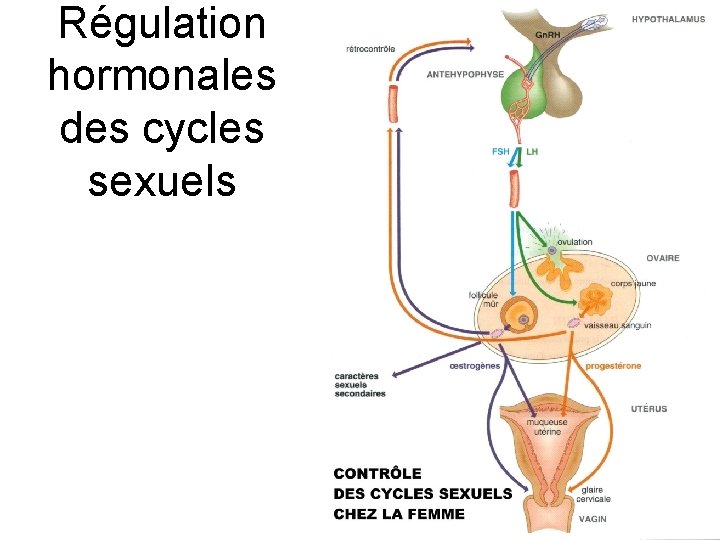 Régulation hormonales des cycles sexuels 