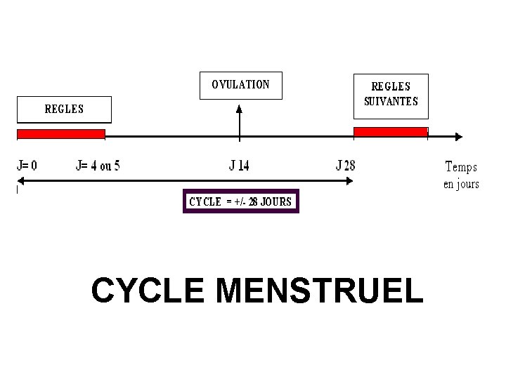 CYCLE MENSTRUEL 
