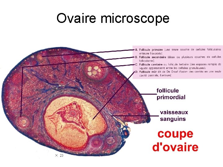ovaire Ovaire microscope 