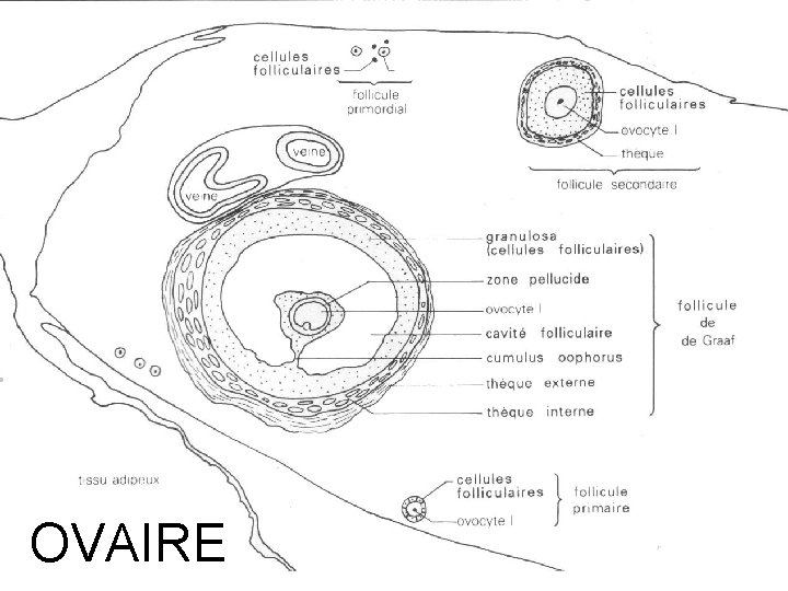 FONCTIONNEMENT DE LAPPAREIL REPRODUCTEUR FEMININ CYCLES SEXUELS Appareil — free download
