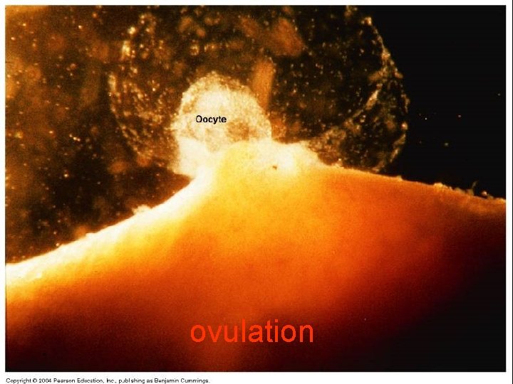 ovulation 