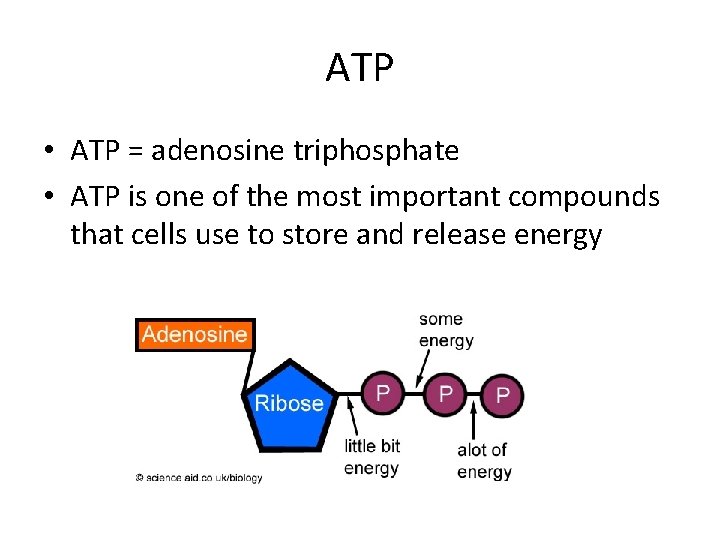 ATP • ATP = adenosine triphosphate • ATP is one of the most important