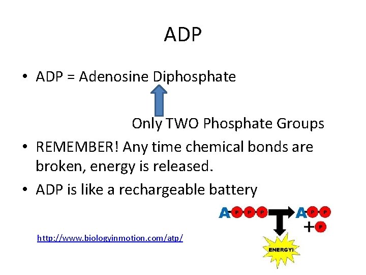 ADP • ADP = Adenosine Diphosphate Only TWO Phosphate Groups • REMEMBER! Any time