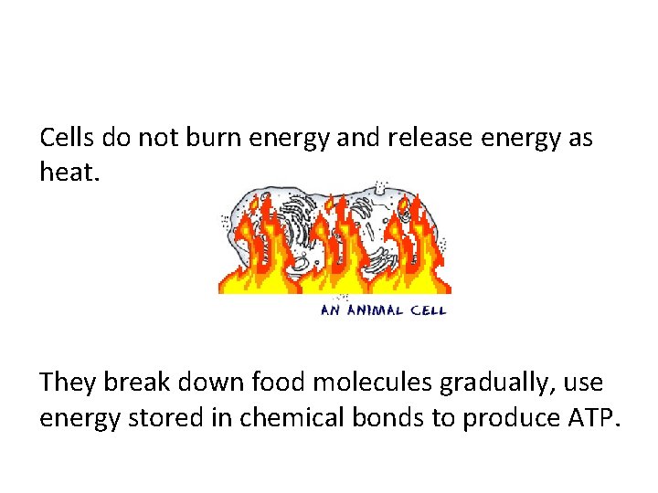 Cells do not burn energy and release energy as heat. They break down food