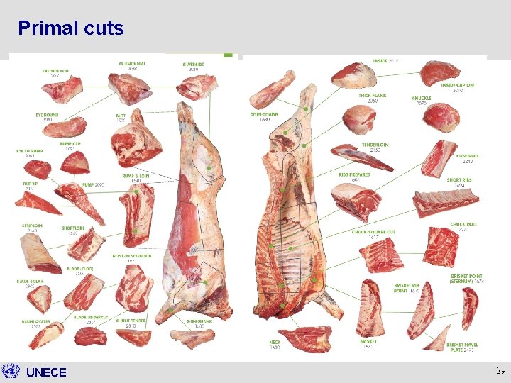 Primal cuts UNECE 29 