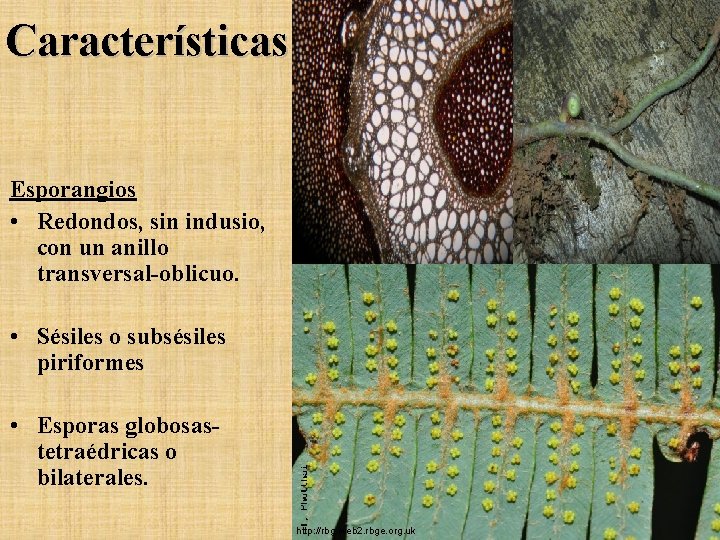 Características Esporangios • Redondos, sin indusio, con un anillo transversal-oblicuo. • Sésiles o subsésiles Características Esporangios • Redondos, sin indusio, con un anillo transversal-oblicuo. • Sésiles o subsésiles
