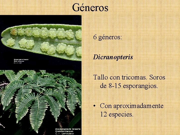 Géneros 6 géneros: Dicranopteris Tallo con tricomas. Soros de 8 -15 esporangios. • Con Géneros 6 géneros: Dicranopteris Tallo con tricomas. Soros de 8 -15 esporangios. • Con