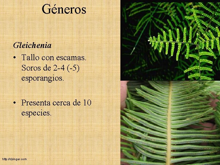 Géneros Gleichenia • Tallo con escamas. Soros de 2 -4 (-5) esporangios. • Presenta Géneros Gleichenia • Tallo con escamas. Soros de 2 -4 (-5) esporangios. • Presenta