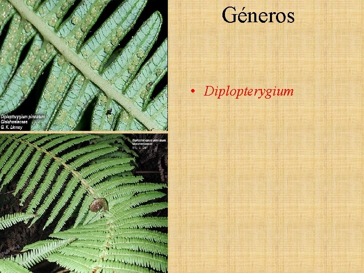 Géneros • Diplopterygium Géneros • Diplopterygium