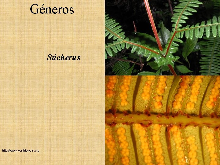 Géneros Sticherus http: //www. fossilflowers. org Géneros Sticherus http: //www. fossilflowers. org