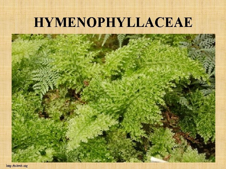 HYMENOPHYLLACEAE http: //tolweb. org HYMENOPHYLLACEAE http: //tolweb. org