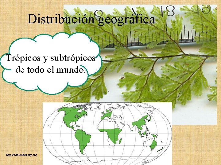 Distribución geográfica Trópicos y subtrópicos de todo el mundo. http: //swbiodiversity. org Distribución geográfica Trópicos y subtrópicos de todo el mundo. http: //swbiodiversity. org