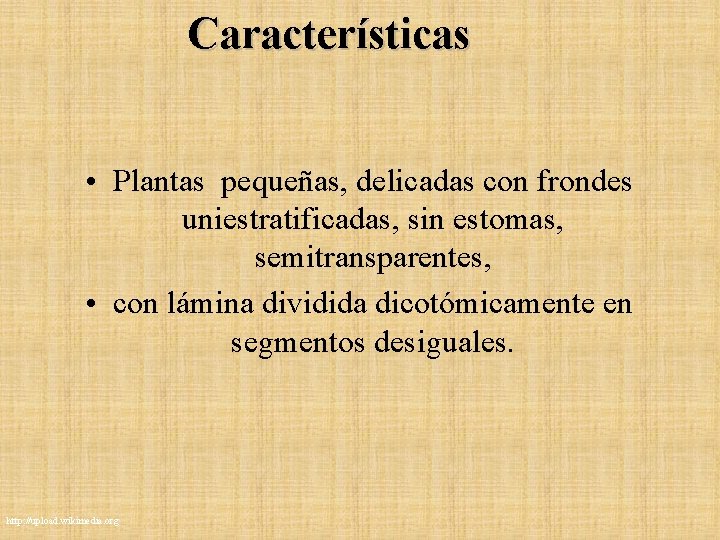 Características • Plantas pequeñas, delicadas con frondes uniestratificadas, sin estomas, semitransparentes, • con lámina Características • Plantas pequeñas, delicadas con frondes uniestratificadas, sin estomas, semitransparentes, • con lámina