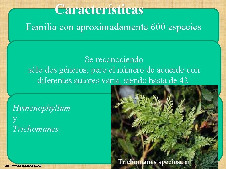 Características Familia con aproximadamente 600 especies Se reconociendo sólo dos géneros, pero el número Características Familia con aproximadamente 600 especies Se reconociendo sólo dos géneros, pero el número