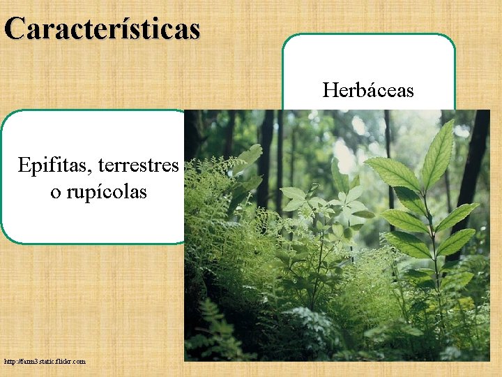 Características Herbáceas Epifitas, terrestres o rupícolas http: //farm 3. static. flickr. com Características Herbáceas Epifitas, terrestres o rupícolas http: //farm 3. static. flickr. com
